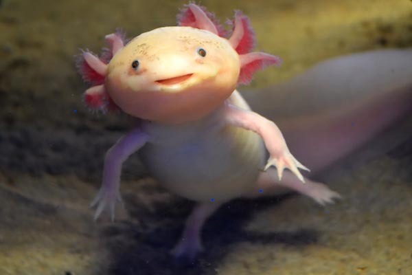 Can Axolotls Eat Butterworms