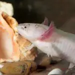 Can Axolotls Eat Salmon