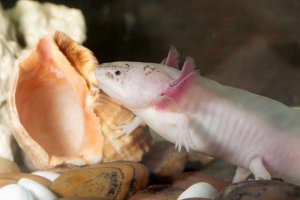 Can Axolotls Eat Salmon