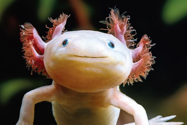 Can Axolotls Eat Shrimp