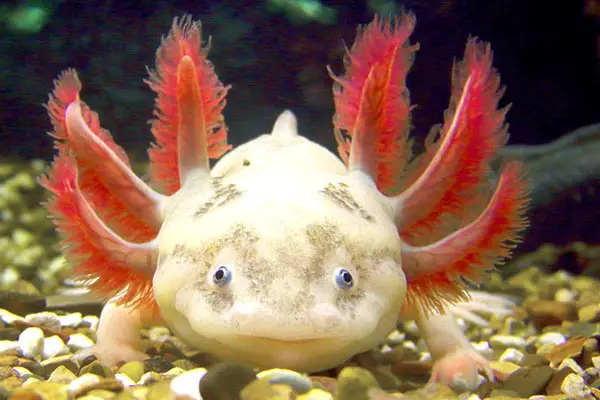 Can Axolotls Eat Vegetables