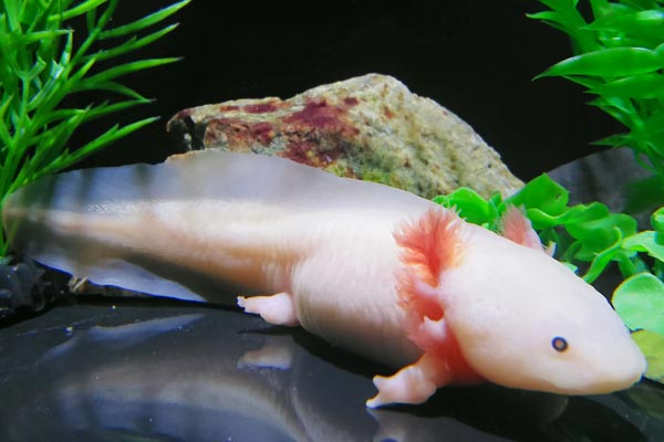 Can Axolotls eat cockroaches