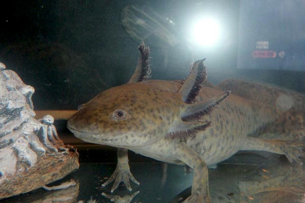 can axolotls eat crickets