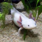 can axolotls eat mealworms