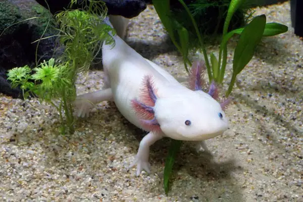 can axolotls eat mealworms