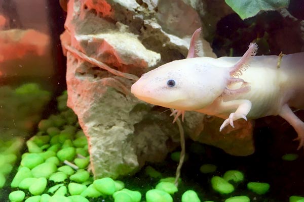 can axolotls eat minnows