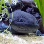 can axolotls eat red wigglers