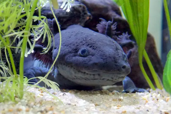 can axolotls eat red wigglers