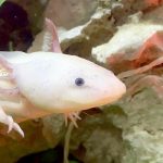 can axolotls eat superworms