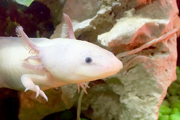 can axolotls eat superworms