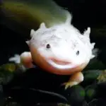 can axolotls eat wax worms