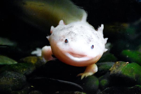 Can Axolotls Eat Waxworms: Why Waxworms Are Not An Ideal Axolotl Food
