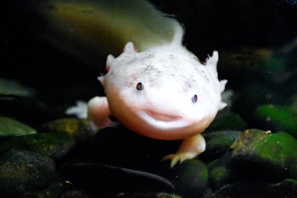 can axolotls eat wax worms