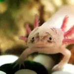 do axolotl eat fish