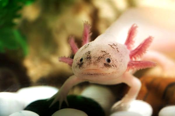 do axolotl eat fish