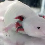 do axolotls eat algae