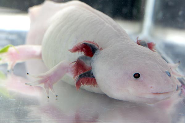 do axolotls eat algae