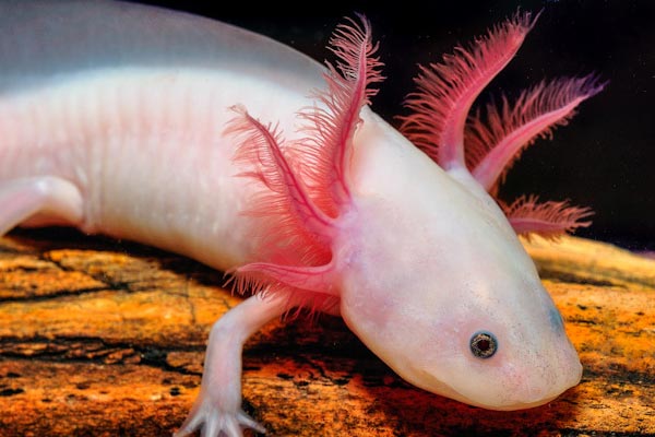 do axolotls eat frogs