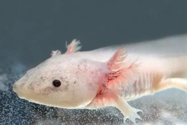 do axolotls eat plants