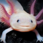 do axolotls eat snails