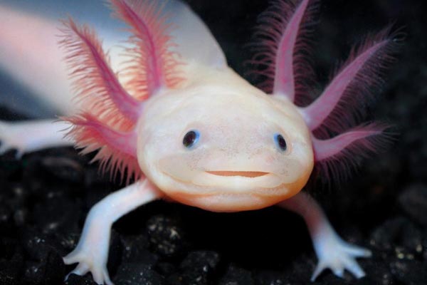 do axolotls eat snails