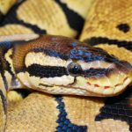 how long does it take a ball python to digest