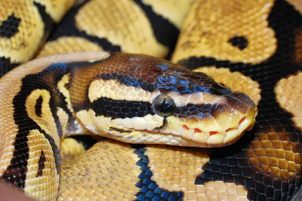 how long does it take a ball python to digest