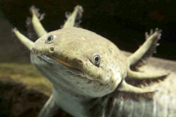 how many bloodworms to feed axolotl
