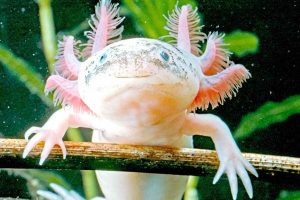 how many worms should my axolotl eat