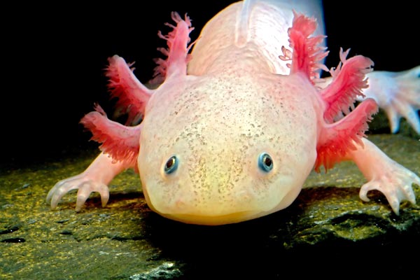 when can axolotls eat nightcrawlers