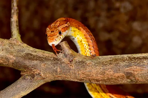 Why Is My Corn Snake So Active: the 3 Most Common Reasons Corn Snakes Increase Activity