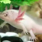 can axolotl eat chicken