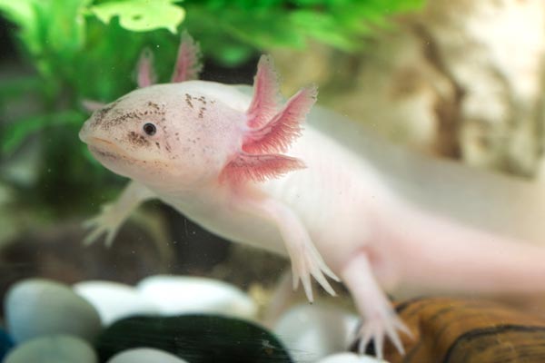 can axolotl eat chicken