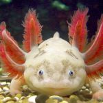 do axolotls eat their eggs
