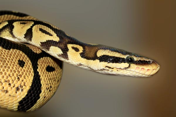 how long does it take for a ball python to grow