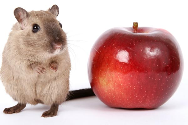 Can Gerbils Eat Apples