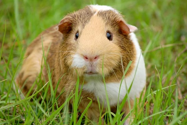 Can Guinea Pigs Eat Bananas