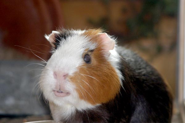 Can Guinea Pigs Eat Cantaloupe