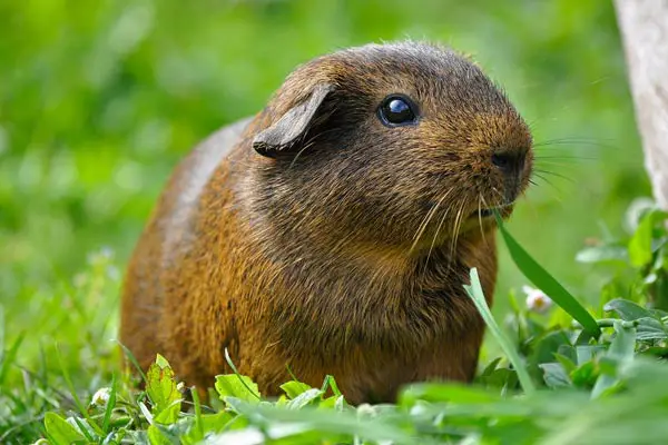 Can Guinea Pigs Eat Kiwi