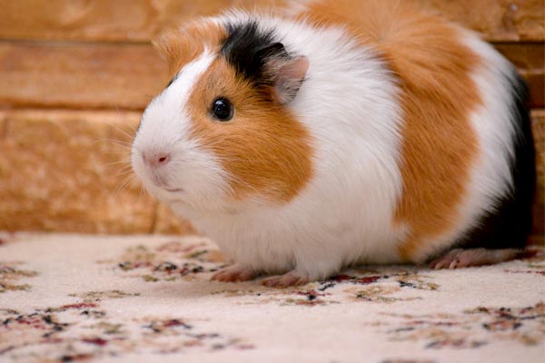 Can Guinea Pigs Eat Mango