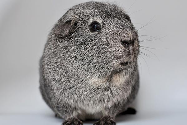 Can Guinea Pigs Eat Onions: Why This Vegetable Is Off-Limits to Your Cavy
