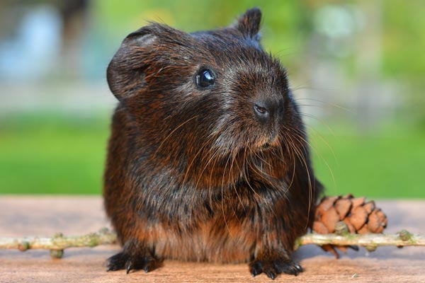 Can Guinea Pigs Eat Radishes: A Regular Chomp for Your Furry friend