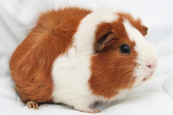 Can Guinea Pigs Eat Raspberries