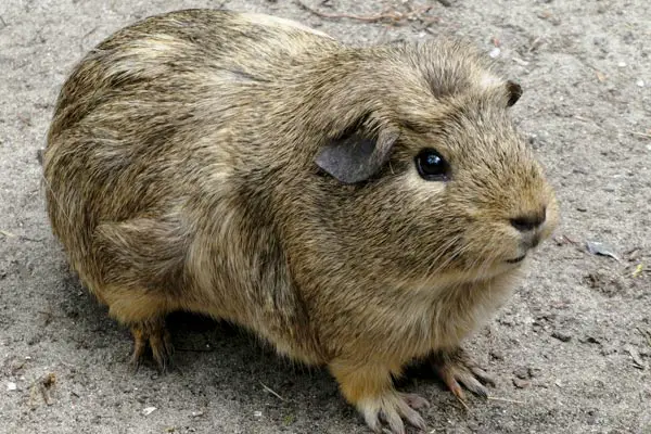 Can Guinea Pigs Eat Zucchini