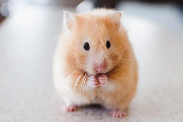 Can Hamsters Eat Spinach