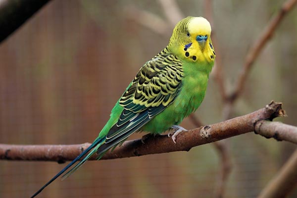 Can Parakeets Eat Oranges