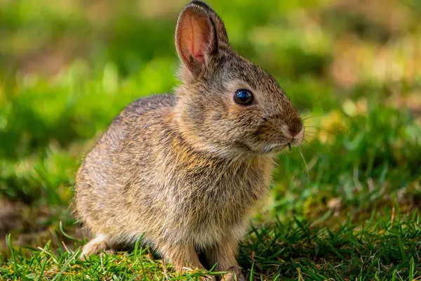 Can Rabbits Eat Cucumbers: Learn About Cucumber Safety for Rabbits