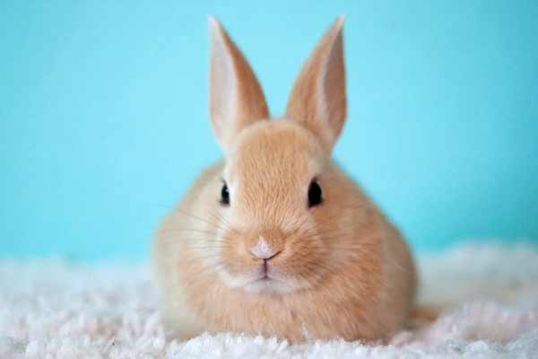 Can Rabbits Eat Strawberries: How to Feed Strawberries Safely to Your Bunny