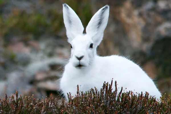 Can Rabbits See in the Dark: Learn the Facts About Rabbit Eyesight