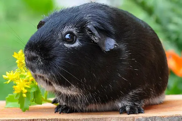 Do Guinea Pigs Get Cold